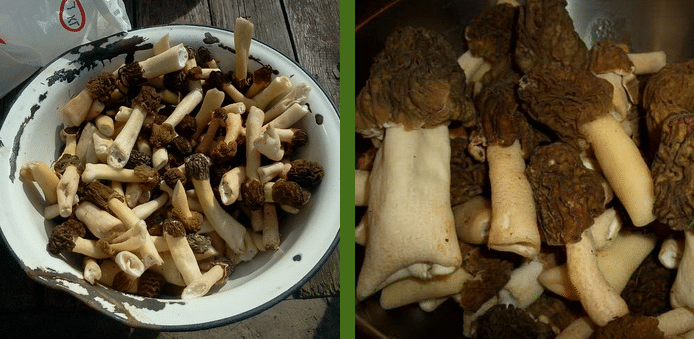 Как готовить сморчки грибы пошагово в домашних условиях рецепт с фото пошагово