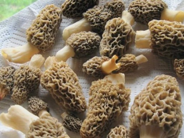 Когда собирают сморчки — где растут грибы, фото и описание