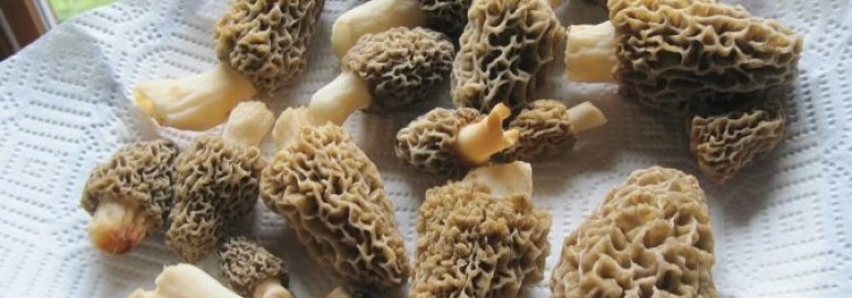 Когда собирают сморчки — где растут грибы, фото и описание