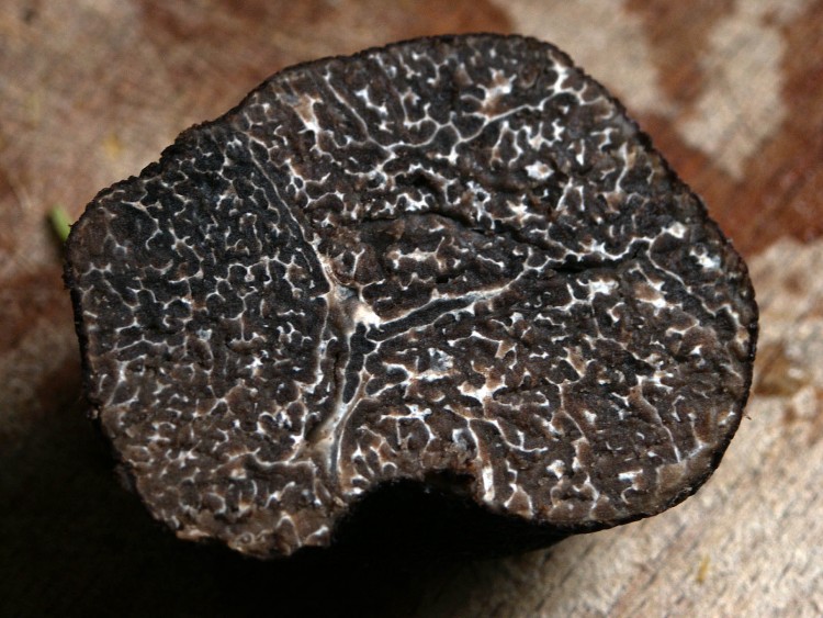 Гриб черный трюфель - стоимость, особенности выращивания и существующие виды (145 фото)