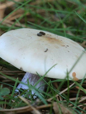 Фиолетовые грибы: описание самых известных видов