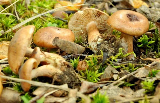 Фиолетовые грибы: описание самых известных видов