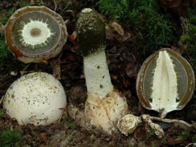 Гриб веселка обыкновенная – необыкновенный целебный гриб: рецепты препаратов, правила приготовления и применения