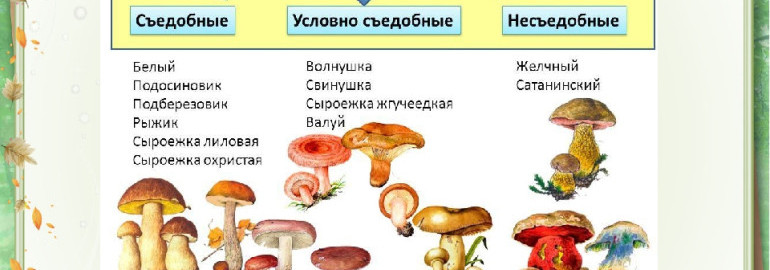 «Грибной бум» в Самарской области: опята, рыжики, волнушки и «пальцы дьявола» - КТВ-ЛУЧ