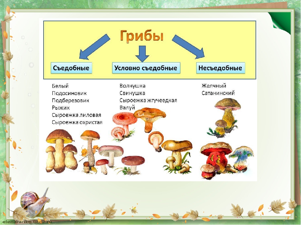 какие грибы прорастают в Самарской области фото 1