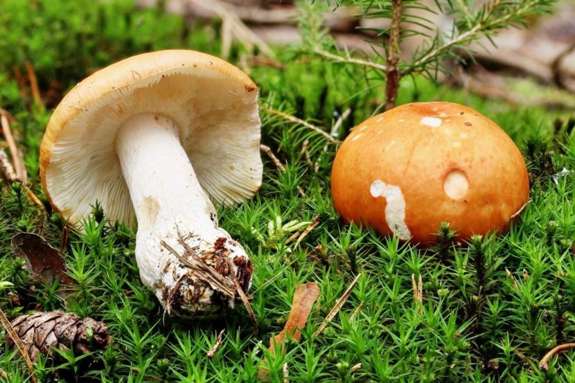 какие грибы прорастают в Самарской области фото 2