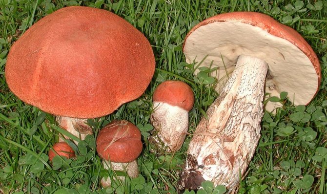 Сколько варить грибы перед жаркой: какие виды отваривать обязательно, правила заморозки, рецепты приготовления