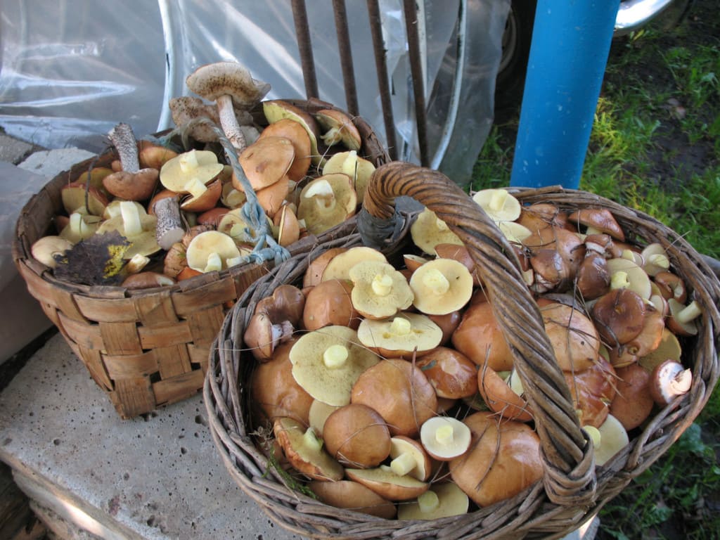 Сколько варить грибы для маринования?
