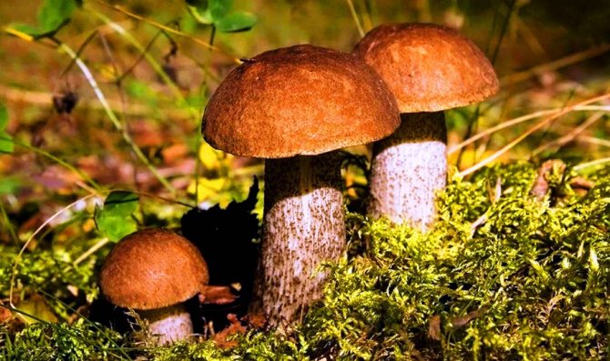 Как варить грибы правильно - сколько времени готовить свежие, замороженные или сушенные