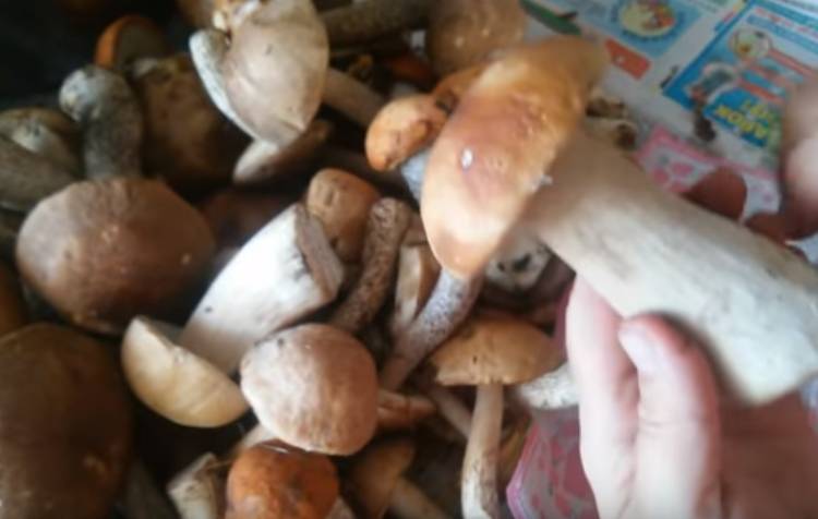 как варить грибы