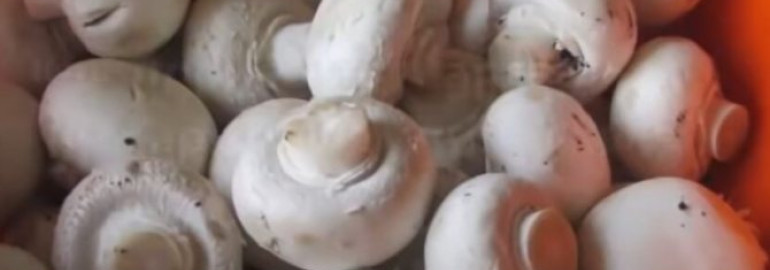 Как варить грибы правильно - сколько времени готовить свежие, замороженные или сушенные