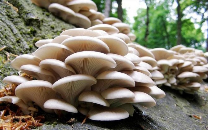 Какие полезные свойства содержат грибы вешенки