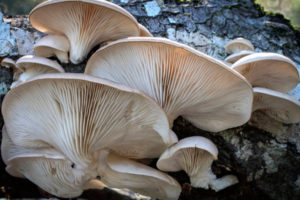 Вешенки – состав, калорийность, полезные свойства и вред грибов