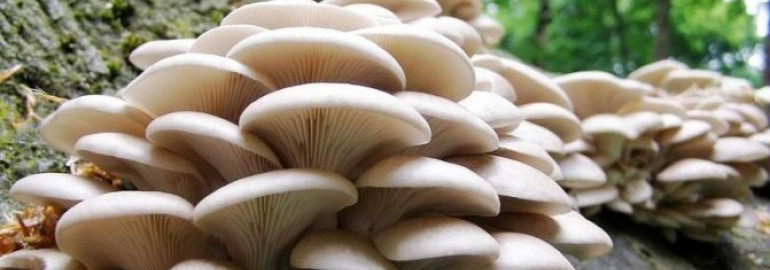 Вешенки – состав, калорийность, полезные свойства и вред грибов