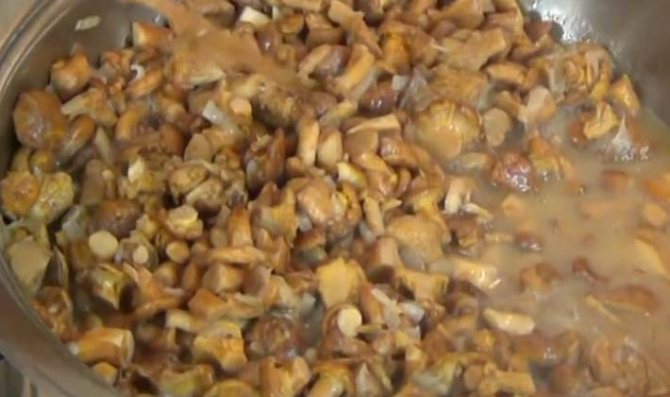 Лисички, тушеные в сметане: рецепты вкусных блюд