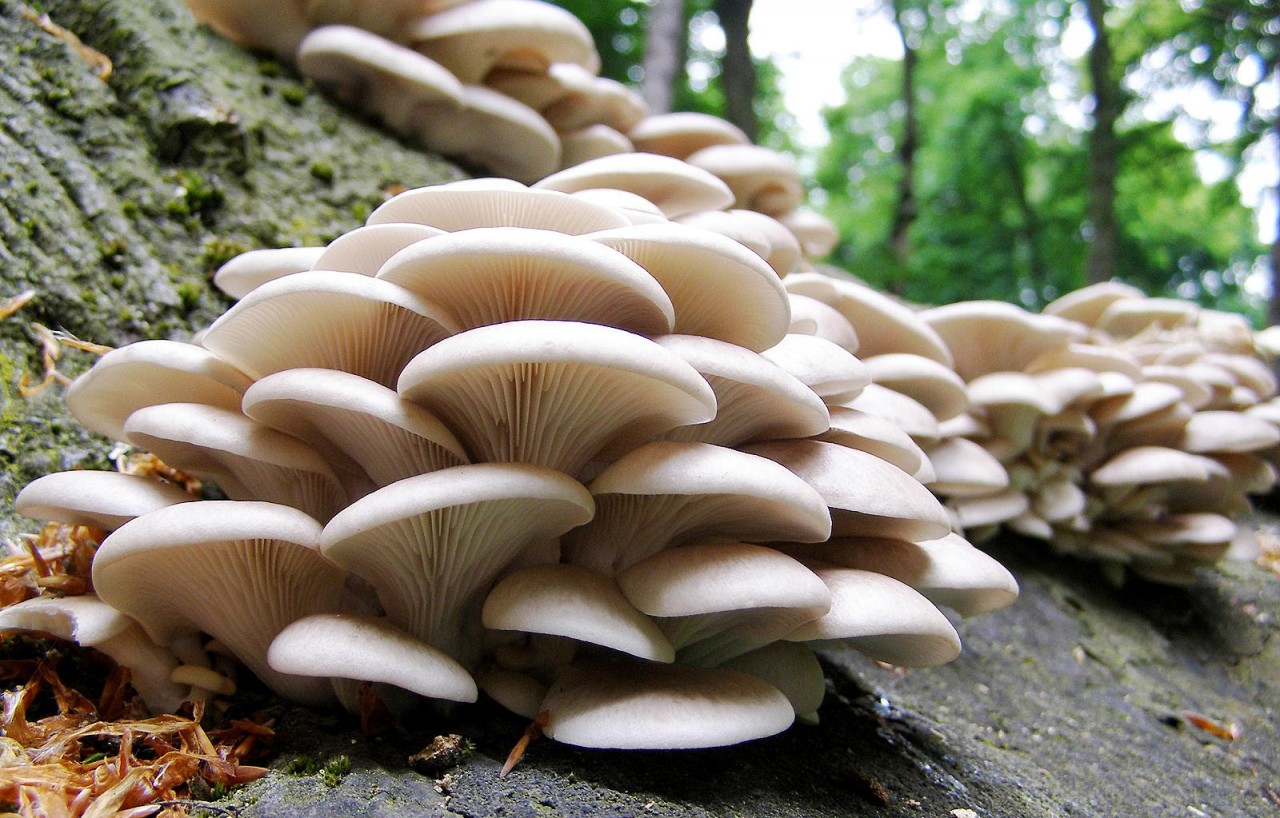 вешенки грибы в лесу где растут фото