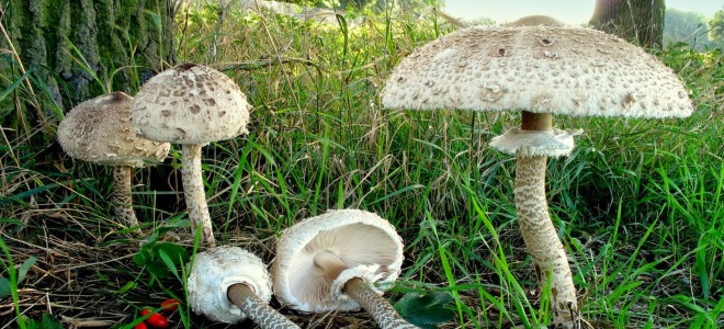 Как вкусно приготовить грибы зонтики: фото, видео, рецепты приготовления икры из зонтиков и других блюд