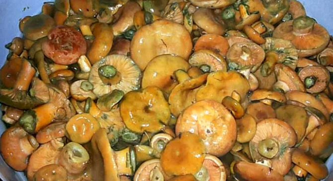 Как правильно жарить грибы рыжики