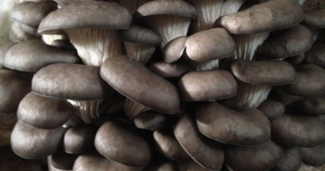 Вешенки с чесноком: рецепты с пошаговыми фото, как приготовить грибы с добавлением чеснока