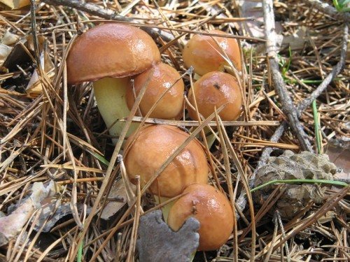 ✅ Говядина с белыми грибами в сливочном соусе - dobropovar.ru