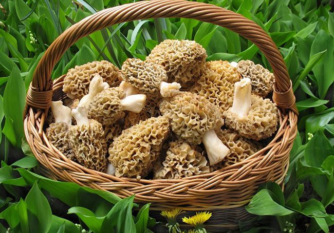 Сморчки - полезные и вкусные грибы