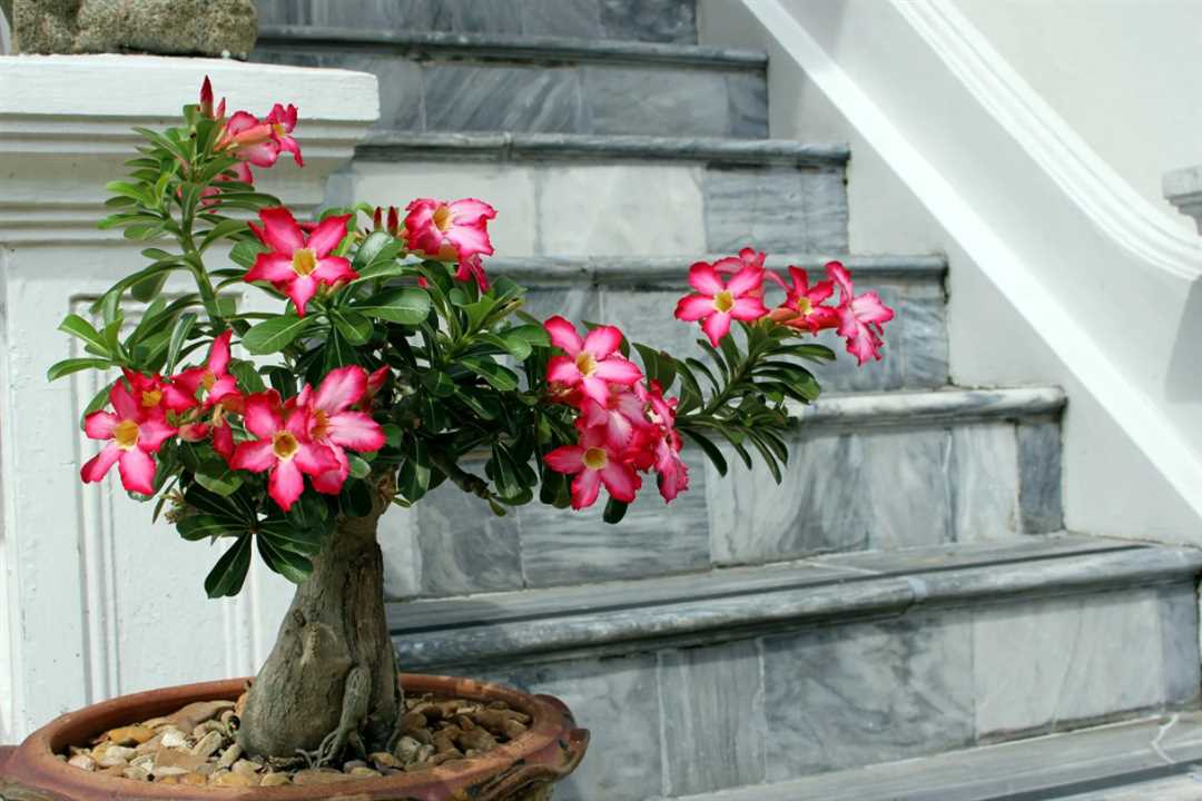 Адениум: красивый цветок на фото