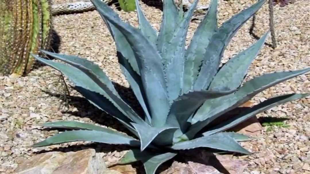 Растение агава и его лечебные свойства