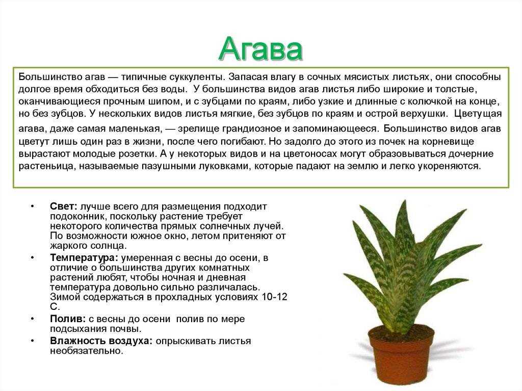 Цветок агава: фото и его лечебные свойства
