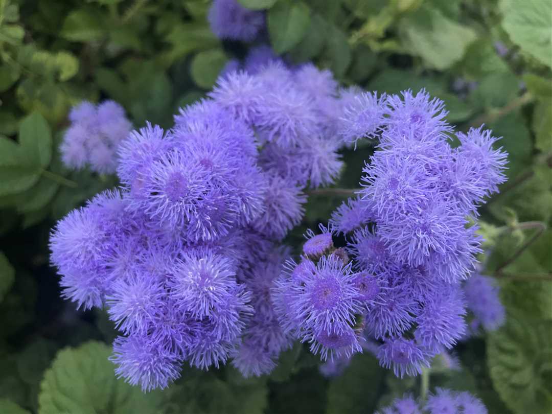undefinedАгератум</em> характеризуется маленькими цветками, которые собраны в соцветия сферической или конусообразной формы. Цветки обычно имеют голубую или фиолетовую окраску, но встречаются также и розовые, белые и кремовые виды.