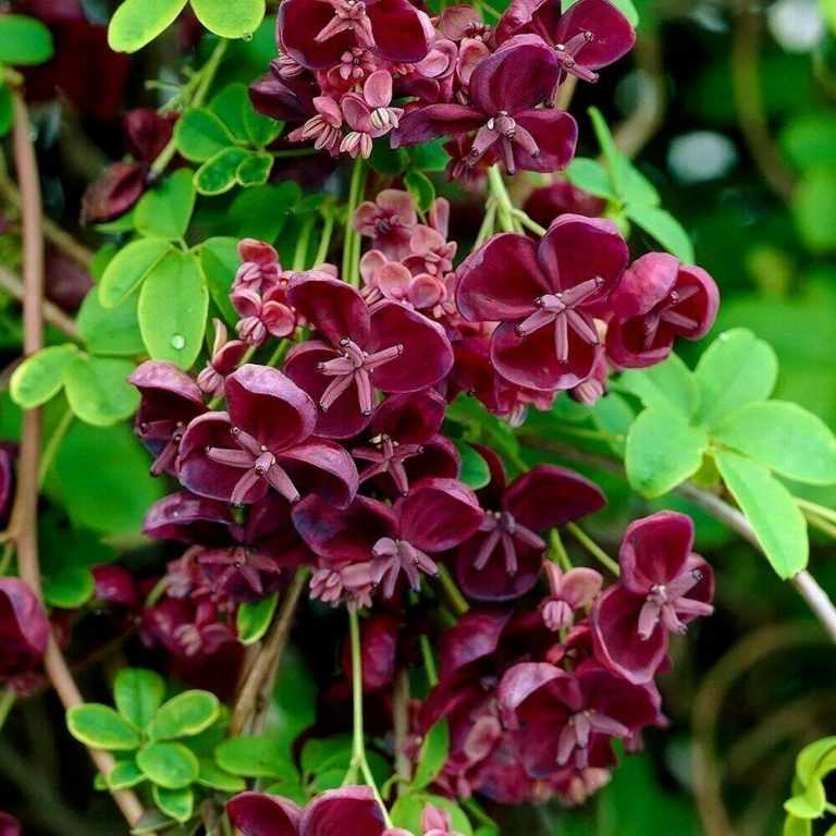 Акебия пятилистная: шоколадная лиана для изысканных садов