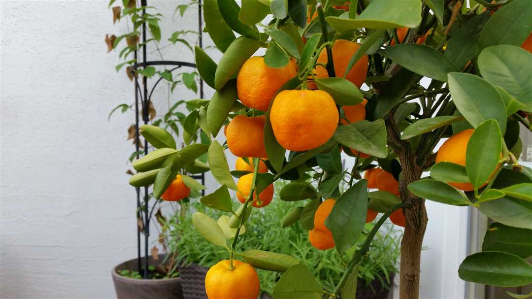 Сколько растет апельсиновое дерево?