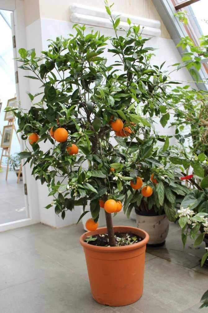 Сезон плодоношения апельсин