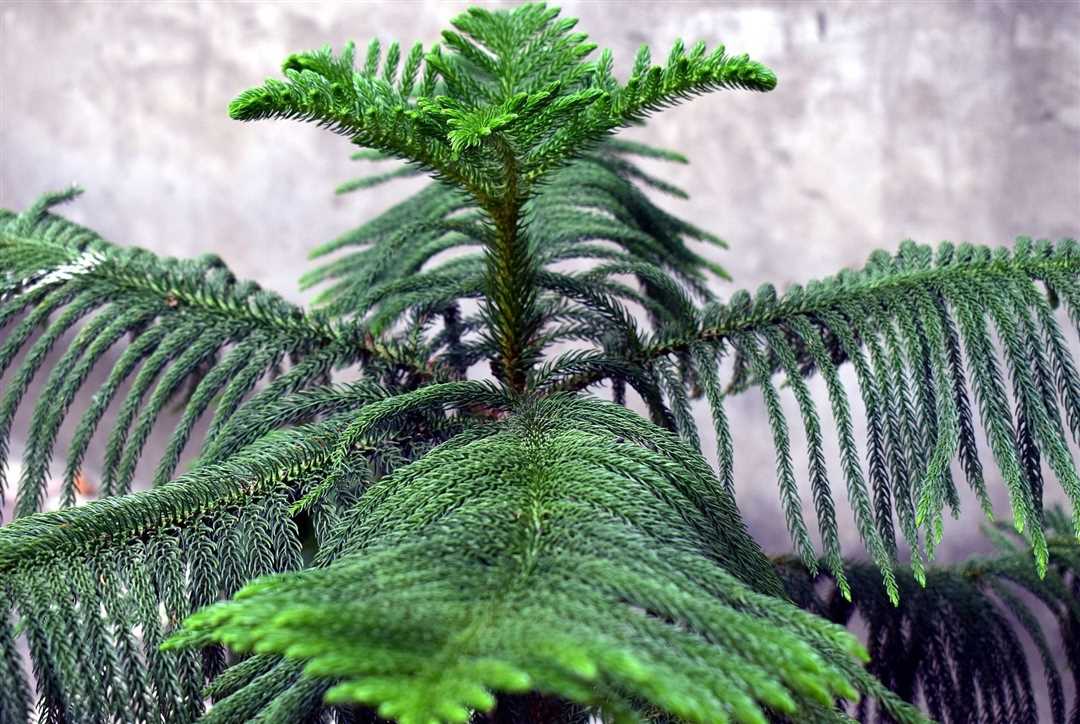 Араукария камерная - домашняя декоративная растение