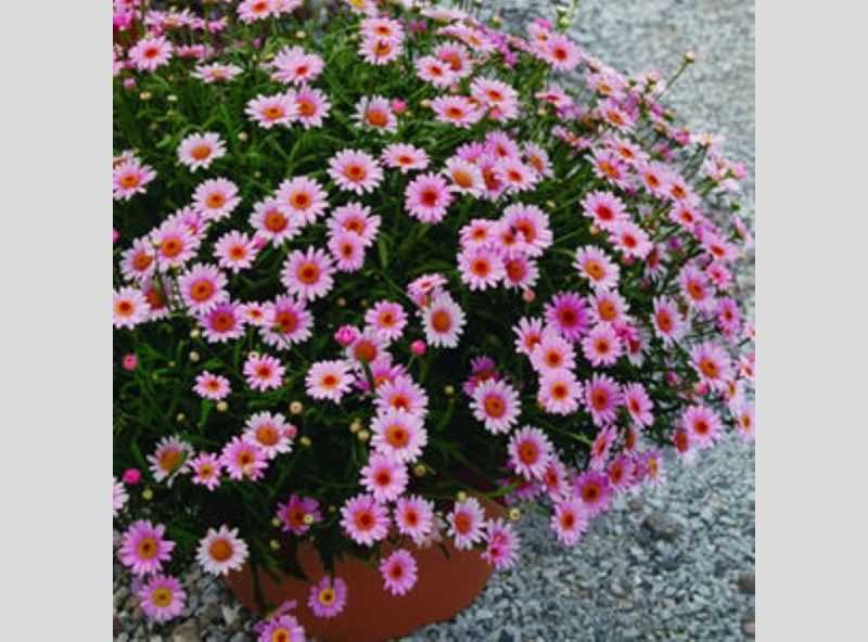 Применение Argyranthemum madeira crested pink в композициях