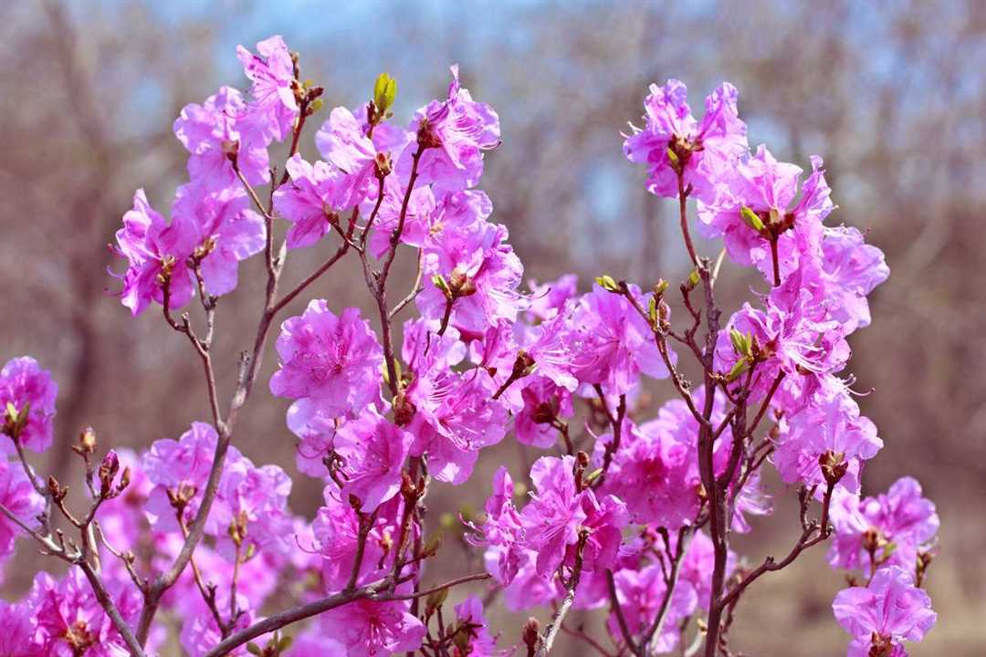 Великолепные снимки этого кустарника