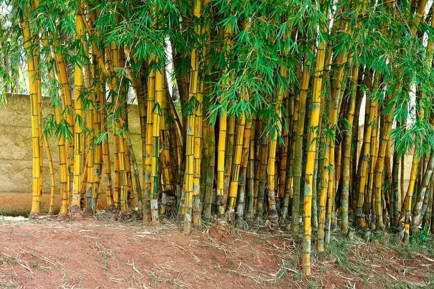 Бамбуковый лес в Африке