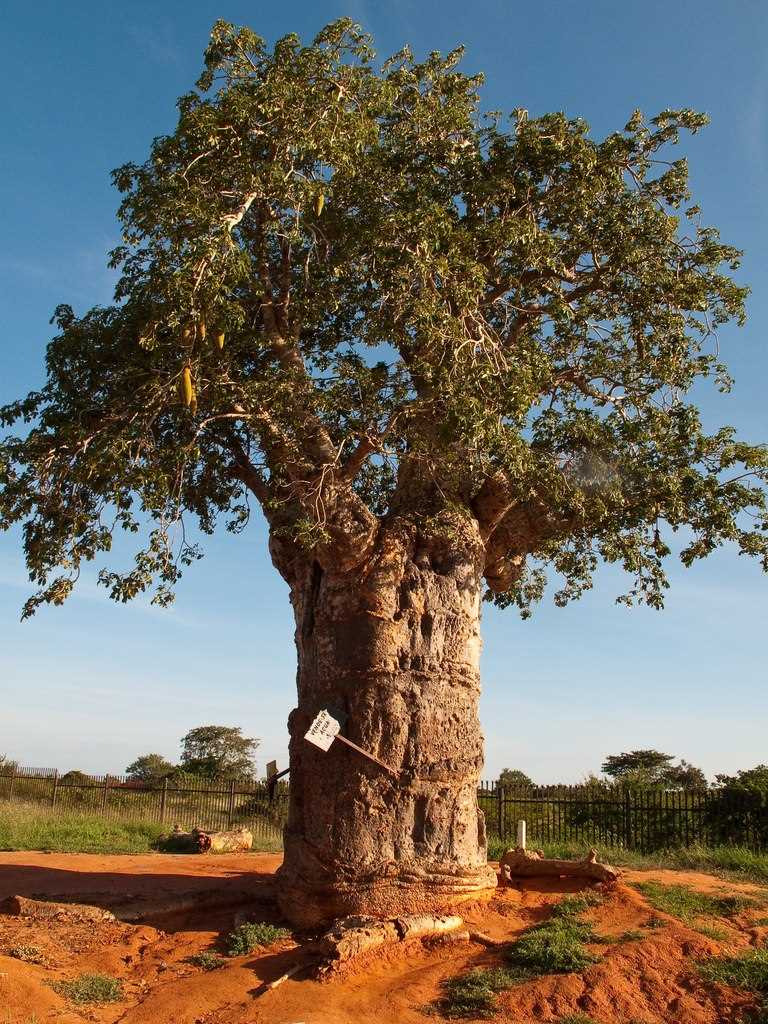 Дерево баобаб фото
