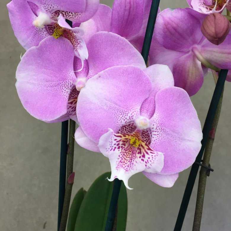 Биг лип орхидея фото