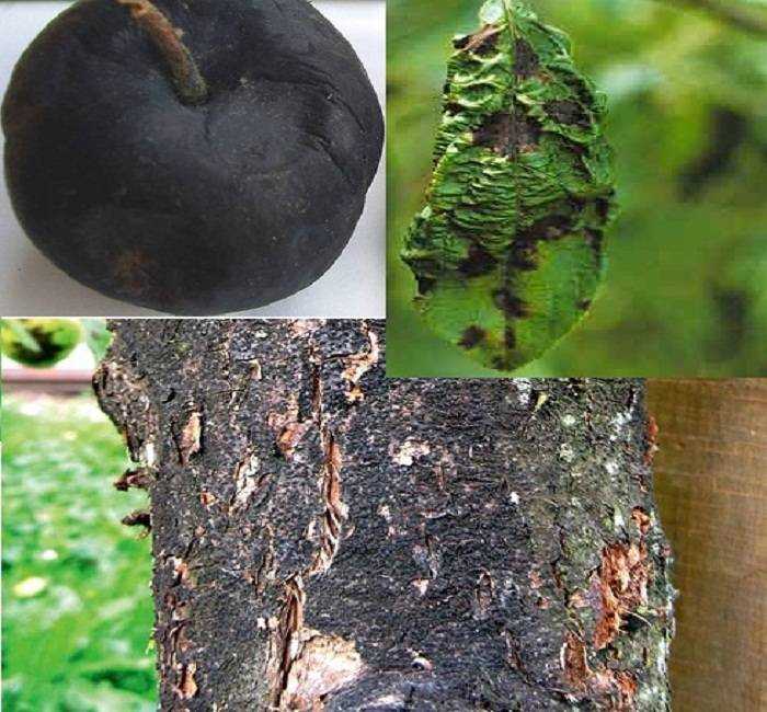 Болезни фруктовых деревьев и их лечение: охраняйте свой сад от вредителей