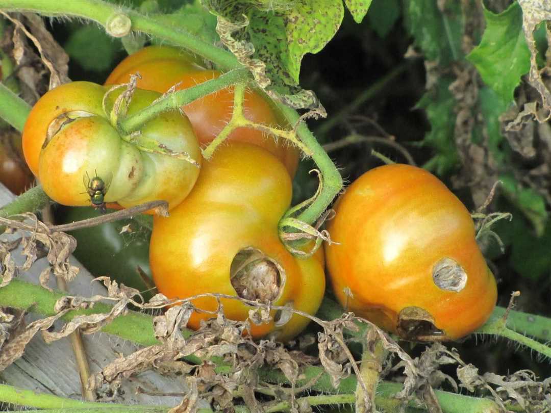 Болезни помидоров: причины и пути профилактики