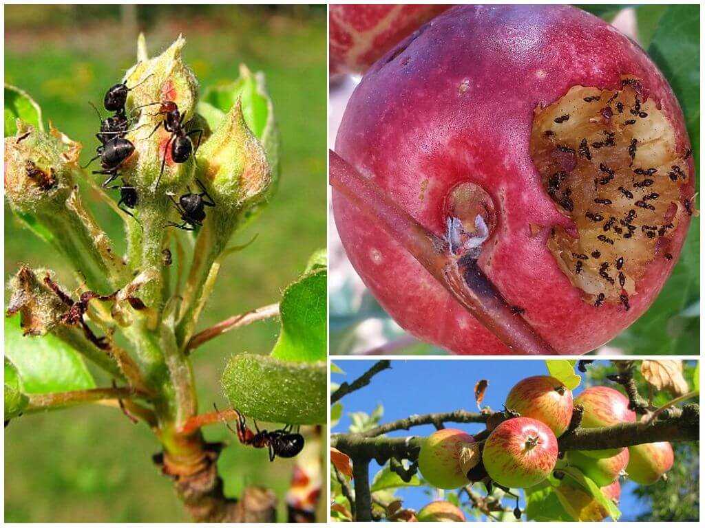 Как избавиться от тли на плодовых деревьях