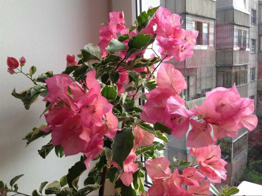 Цветы бугенвиллии: фото и советы по уходу