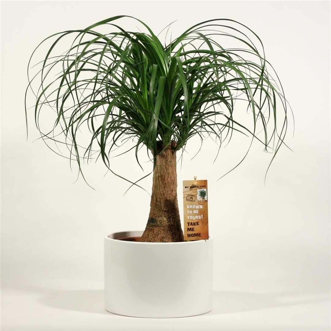 Фото бутылочного дерева в качестве комнатного растения