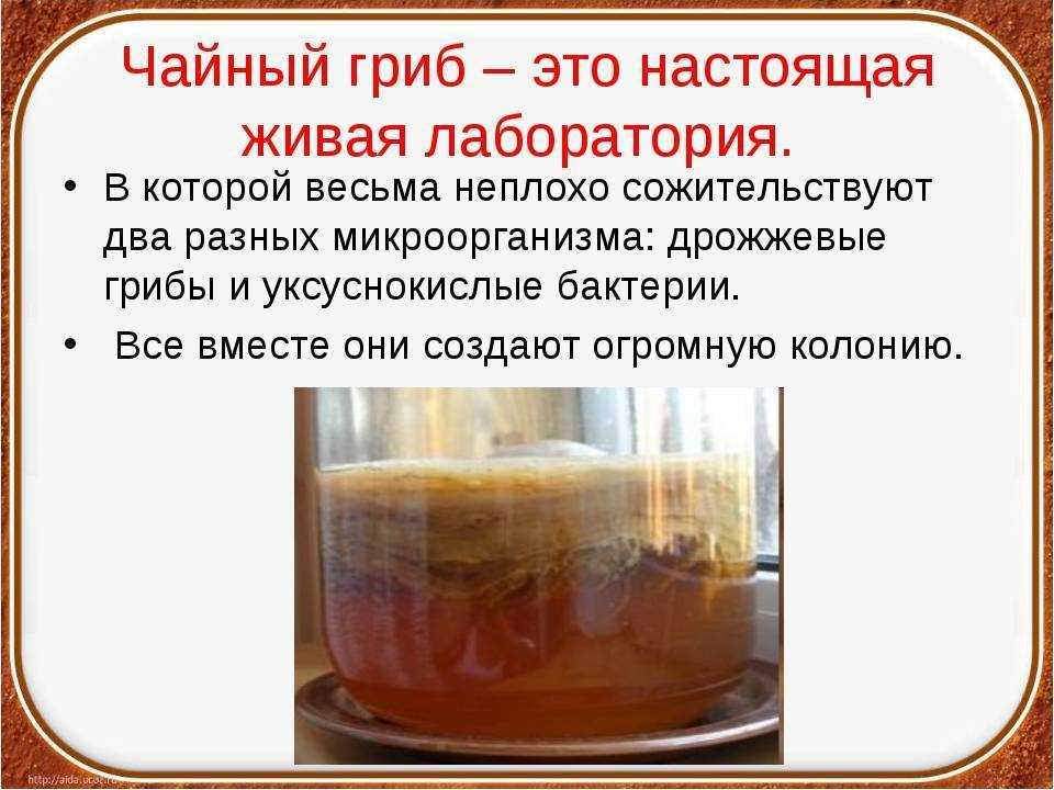 Рецепт чайного гриба в домашних условиях