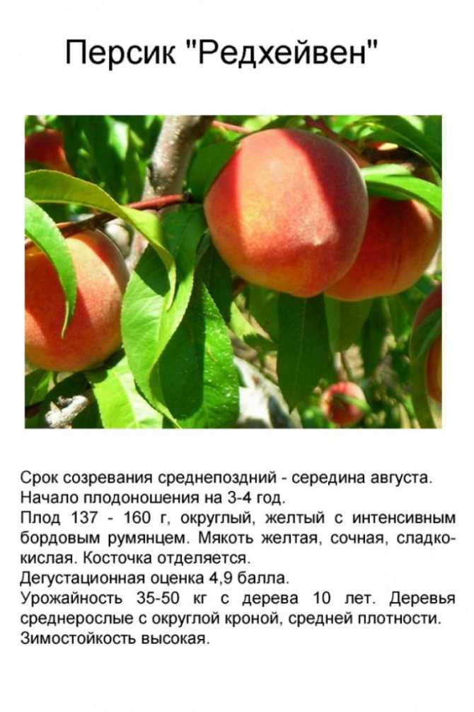 Через сколько плодоносит персик