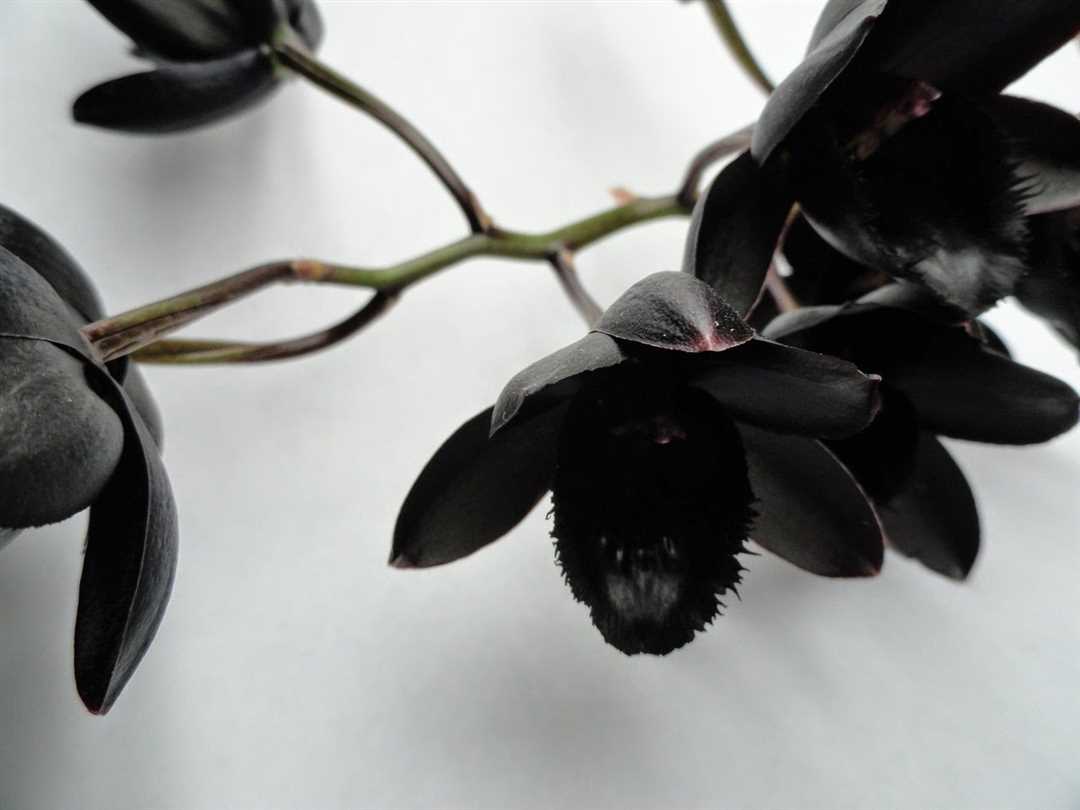 Черная орхидея цветок: особенности и сорта