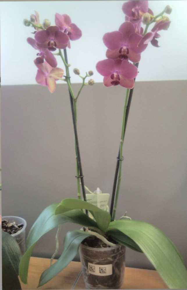 Подмерзла орхидея: что делать?
