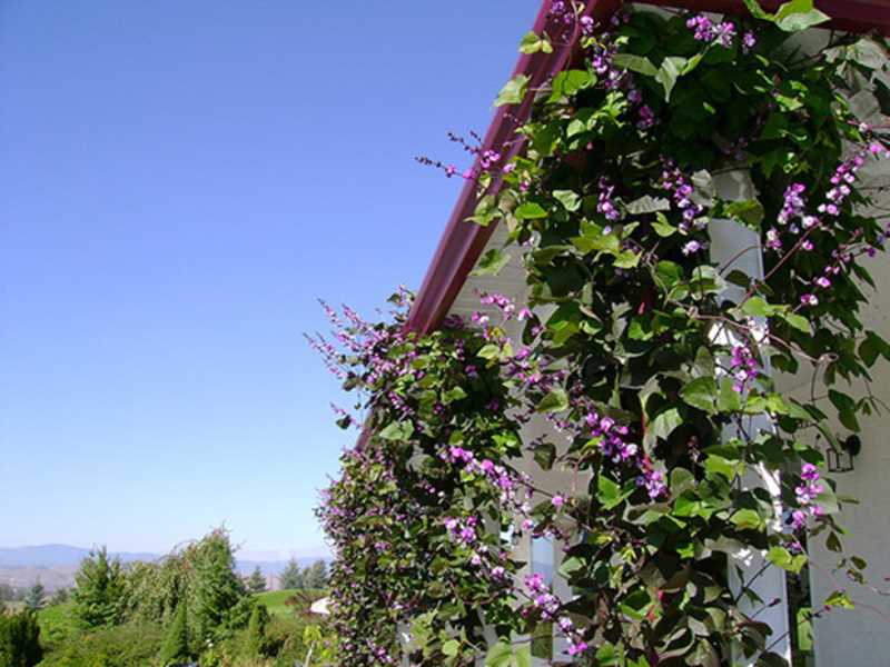 Долихос - цветок-лиана с необычными формами: фото для вдохновения