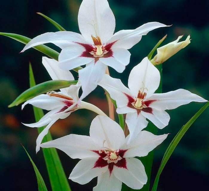 Гладиолус галантус ацидантера - редкий и экзотический сорт этого цветка