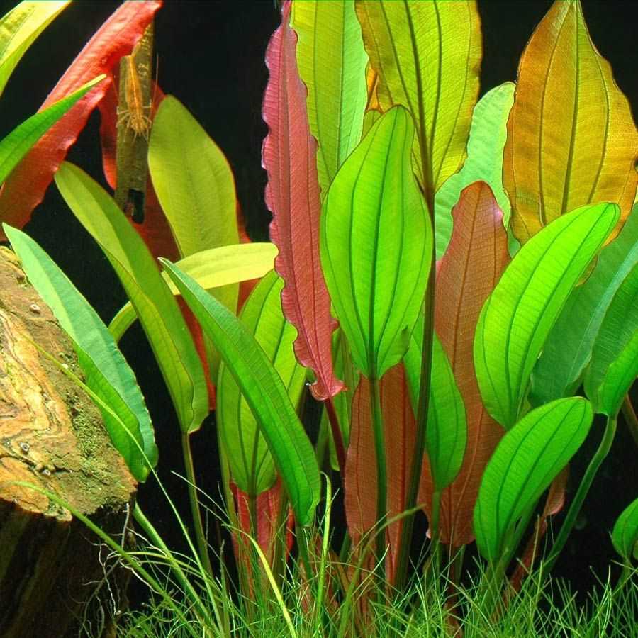 Содержание эхинодоруса тропика в аквариуме